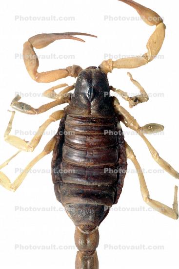 Giant Hairy Scorpion, (Hadrurus spadix), Scorpiones, Caraboctonidae, photo-object, object, cut-out, cutout