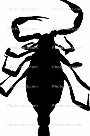 Giant Hairy Scorpion silhouette, (Hadrurus spadix), Scorpiones, Caraboctonidae, logo, shape