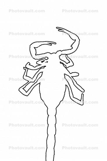 Scorpion outline, Giant Hairy Scorpion, (Hadrurus spadix), Scorpiones, Caraboctonidae, line drawing, shape