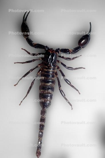 Malayan Jungle Scorpion, (Heterometrus spinifer)