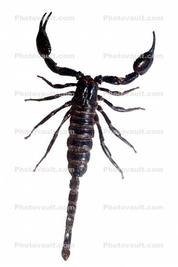 Malayan Jungle Scorpion, (Heterometrus spinifer), photo-object, object, cut-out, cutout