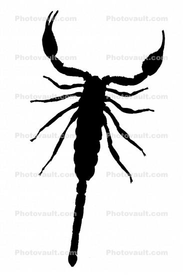 Malayan Jungle Scorpion silhouette, (Heterometrus spinifer), logo, shape