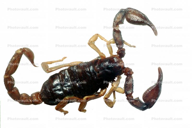 Wood Scorpion, (Cercophonius squama)