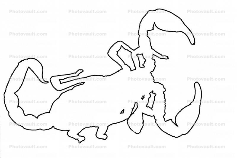 Scorpion outline, Wood Scorpion, (Cercophonius squama), line drawing, shape