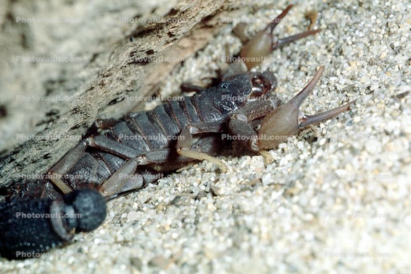 South African Fat-tailed Scorpion, (Parabuthus transvaalensis)