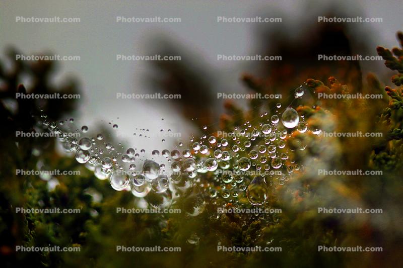 Floating Raindrops on a Web, Sonoma County