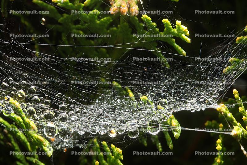 Lines of Raindrops hanging from a Web, Sonoma County