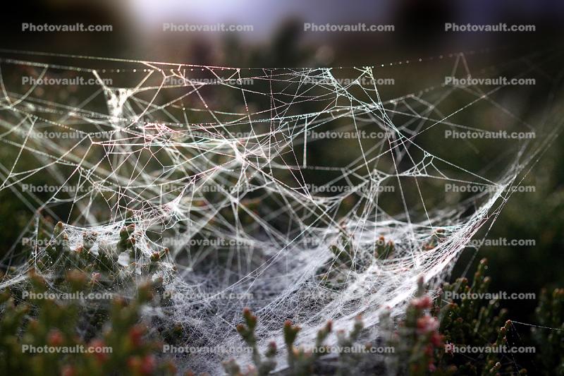 Tangle of Web