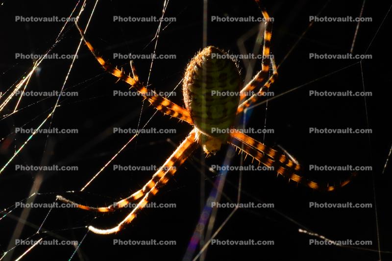 Spider and its web