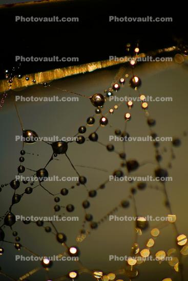 Early Morning Dew Drops on a Spider web, Neurons