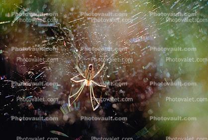 Spider on a web, San Anselmo, California