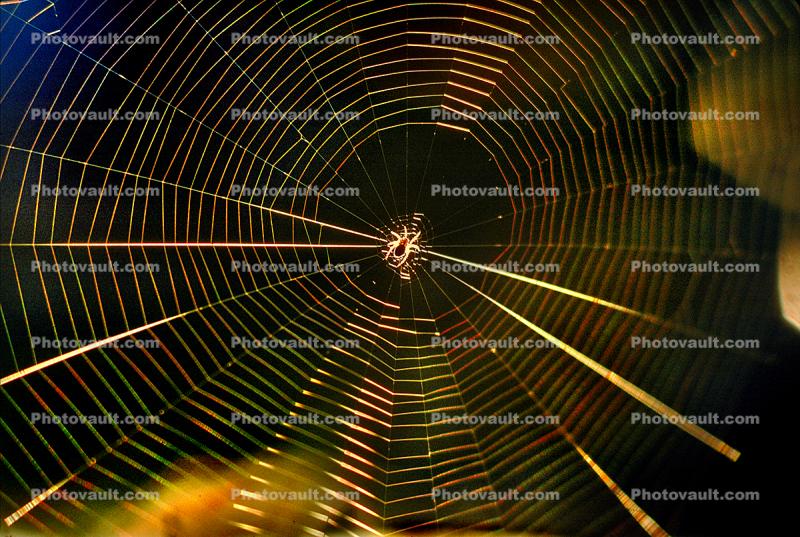 Chromatic Spectrum off a Spider Web, Rainbow Sheen