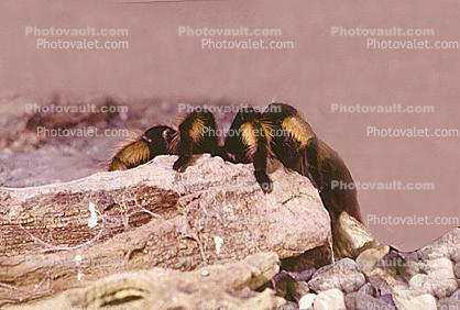 Orange-Kneed Tarantula, (Euathlus emelia), Theraposidae