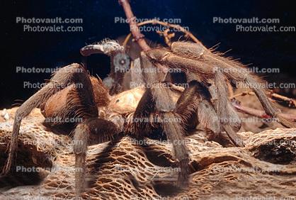Arizona Tarantula, (Aphonopelma chalcodes), Araneae, Mygalomorphae, Theraphosidae, Theraphosinae