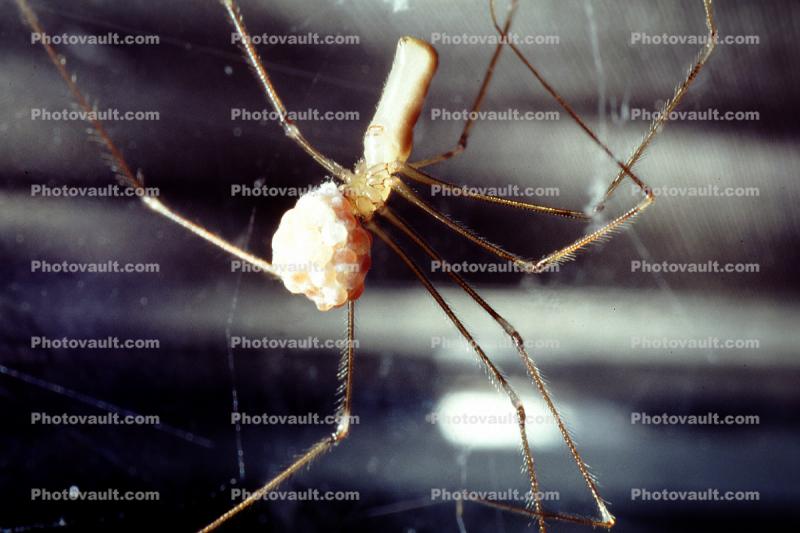 Long-Bodied Cellar Spider, Pholeus phalagioides