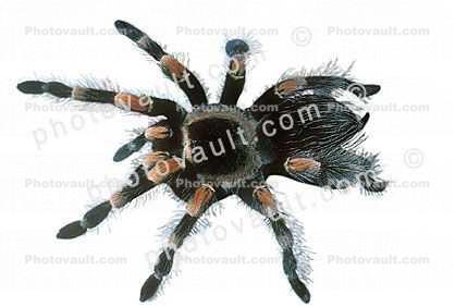 Orange-Kneed Tarantula, (Euathlus emelia), Theraposidae, photo-object, object, cut-out, cutout