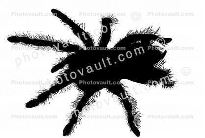 Tarantula silhouette, logo, Orange-Kneed Tarantula, (Euathlus emelia), Theraposidae, shape