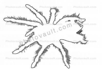 Spider, Outline, Orange-Kneed Tarantula line drawing, (Euathlus emelia), Theraposidae, shape