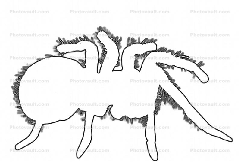 Goliath bird-eating spider (Theraphosa blondi) outline, Araneae, Mygalomorphae, Theraphosidae, line drawing, shape