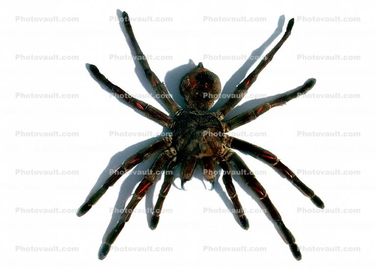 Goliath bird-eating spider (Theraphosa blondi), Araneae, Mygalomorphae, Theraphosidae