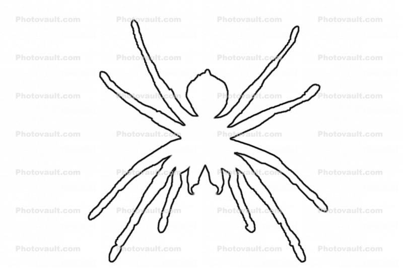 Goliath bird-eating spider line drawing, (Theraphosa blondi), Araneae, Mygalomorphae, Theraphosidae, outline, shape