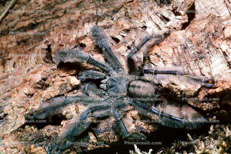 Venezuelan Suntiger, Psalmopoeus irminia, Araneae, Theraphosidae, arboreal species
