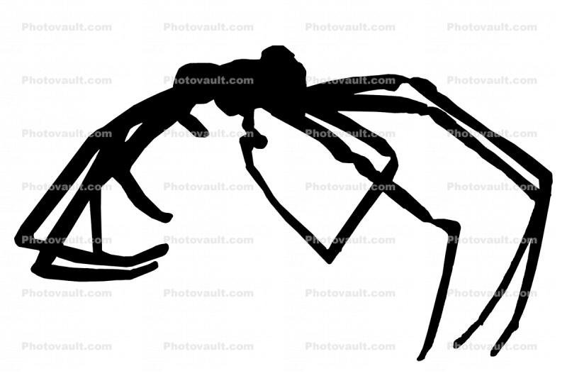 Brown Recluse Spider silhouette, (Loxosceles reclusa), Araneae, Sicariidae