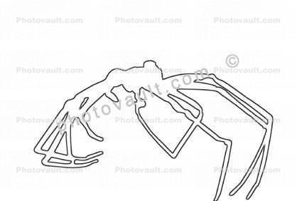 Brown Recluse Spider line drawing, outline, (Loxosceles reclusa), Araneae, Sicariidae, shape
