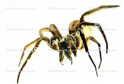 Wolf Spider, Lycosidae, photo-object, object, cut-out, cutout
