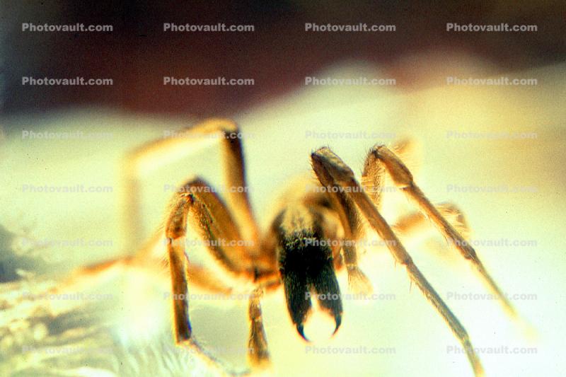 Miturgid Spider, Miturga sp