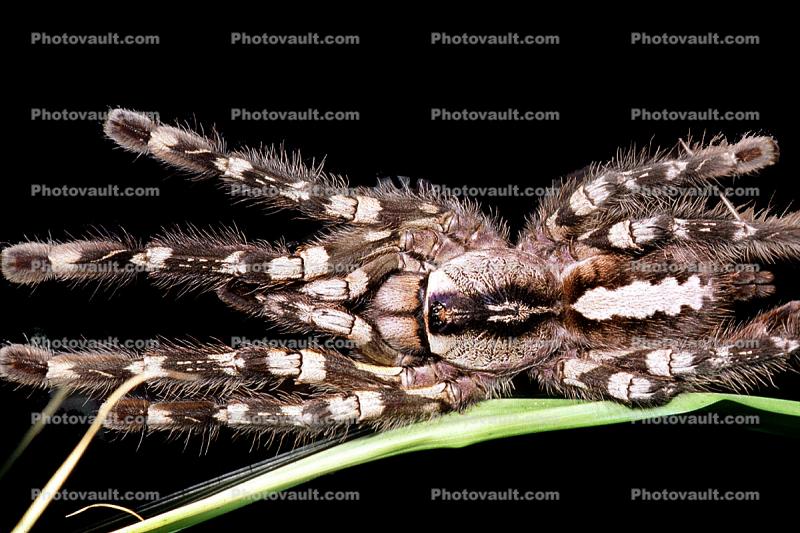 Indian Ornamental Tarantula (Poecilotheria regalis), Araneae, Mygalomorphae, Theraphosidae, Poecilotheriinae, Poecilotheria