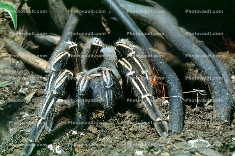 Costa Rican Zebra Tarantula, (Aphonopelma seemanni), Araneae, Mygalomorphae, Theraphosidae