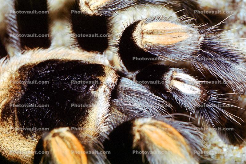 Mexican Red Knee Tarantula, (Brachypelma smithi), Araneae, Theraphosidae