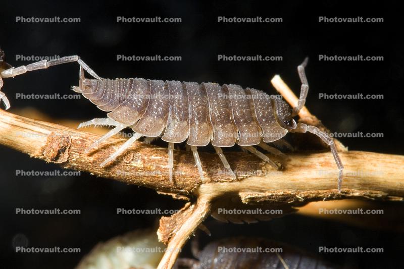 Sowbugs, Isopoda, Terrestrial crustacean, uropods, Porcellionidae