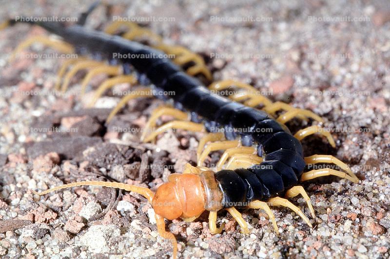 Red-headed Centipede