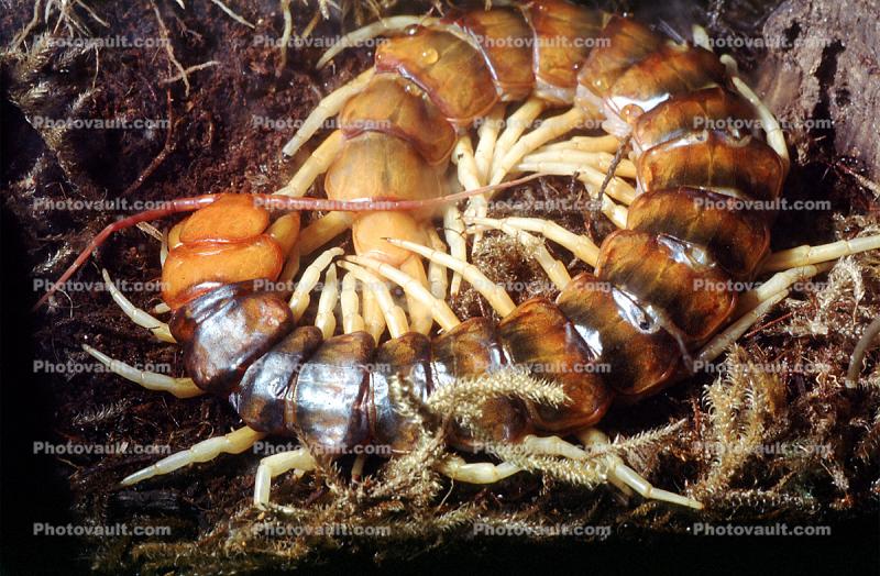 Peruvian Centipede, (Scolopendra gigantea), Venemous, Scolopendromorpha, Scolopendridae, gigantic