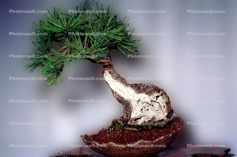 Ponderosa Pine (Pinus Ponderora), 10 years training Informal style