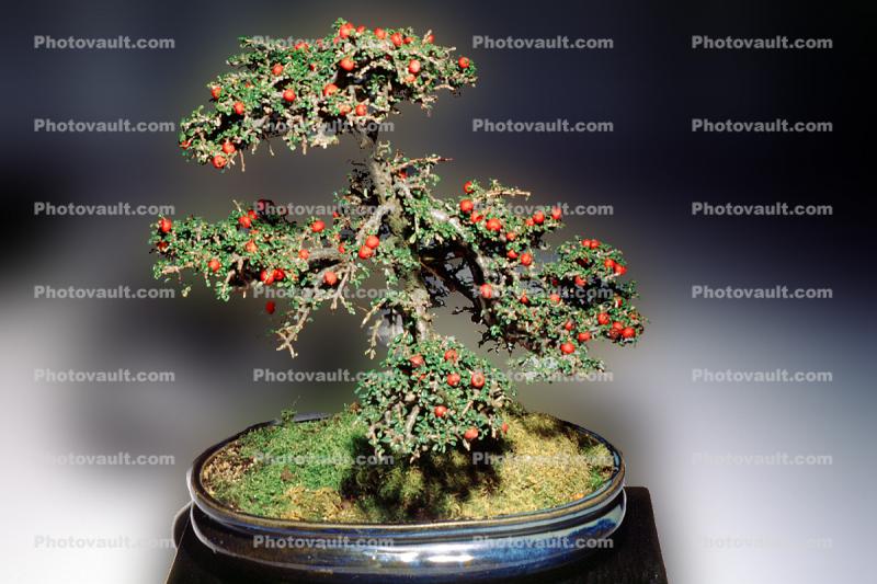 Rockspray Cotoneaster (Cotoneaster microphyllus), 6 years training Informal style
