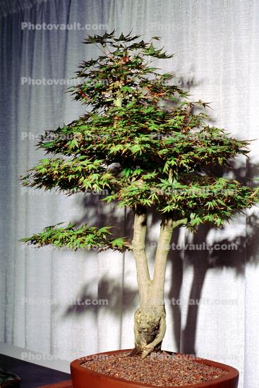 Japanese Maple (Acer Palmatum), 18 years training, twin trunk style