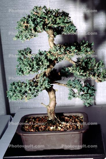 Japanese Garden Juniper (Junipersus procumbens nana), 14 years training, twin trunk style