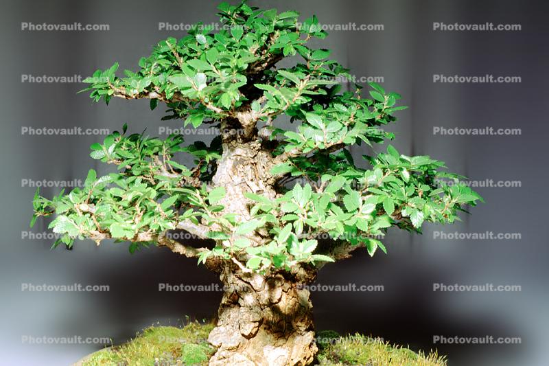 Chinese Elm (Ulmus parvifolia), 8 years training, Informal upright style