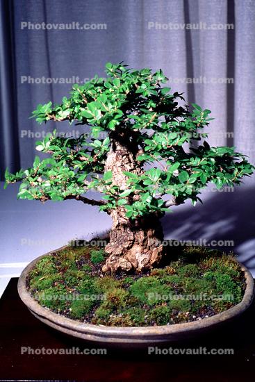 Chinese Elm (Ulmus parvifolia), 8 years training, Informal upright style