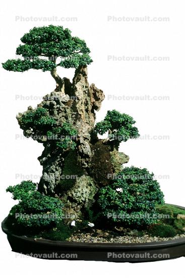 Kingsville Boxwood, (Buxus microphylia), photo-object, object, cut-out, cutout