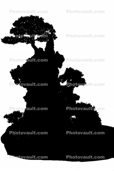 Kingsville Boxwood, (Buxus microphylia), silhouette, logo, shape