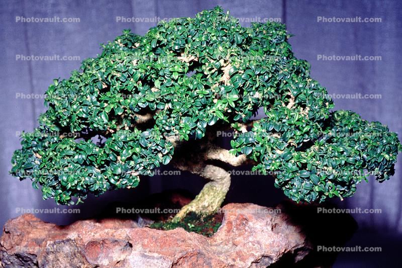 Kingsville Boxwood (Buxus microphylla), 4 years training Rock Planting