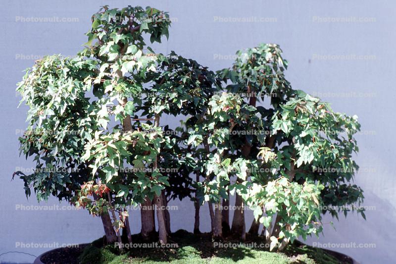 Trident Maple Bonsai (Acer buergerianum)