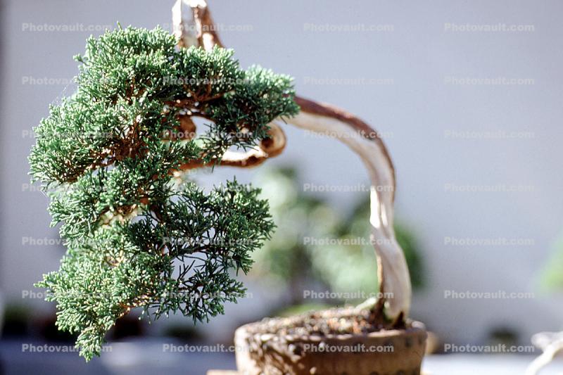 Chinese Juniper (Juniperus chinensis)