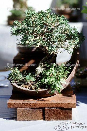 Chinese Juniper (Juniperus chinensis)