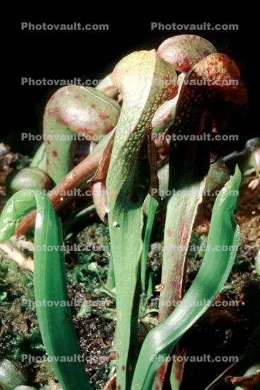 Cobra Plant, (Darlingtonia californica), Ericales, Sarraceniaceae