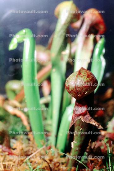 Darlingtonia californica, Cobra Plant, Ericales, Sarraceniaceae